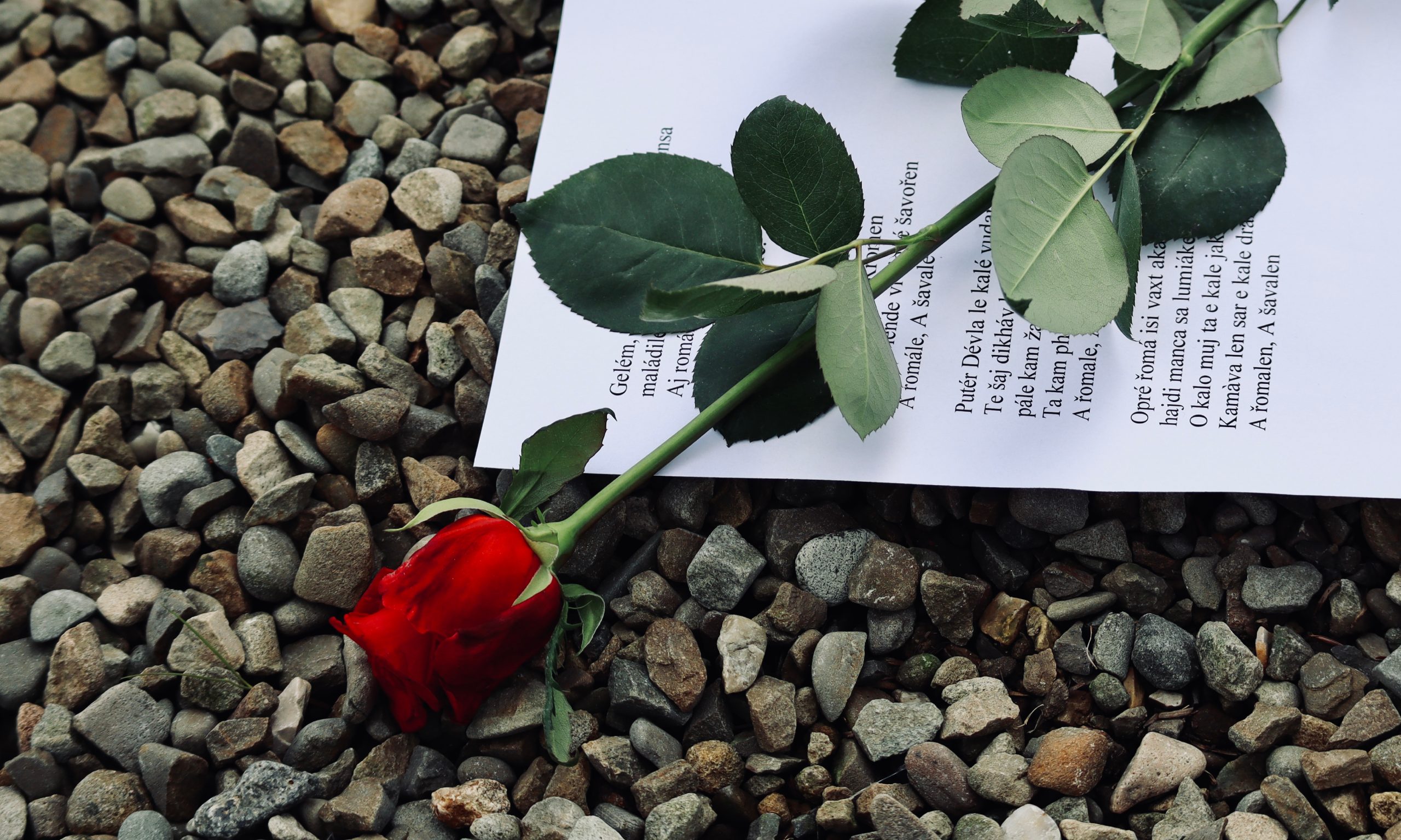 En röd ros liggande på en text från den romska national hymnen ”Gelem gelem”.